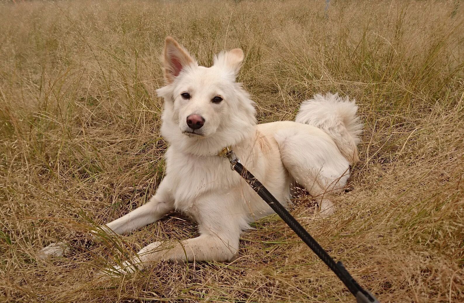 食いしん坊だという瑞鶴ちゃんには「おやつを使ったしつけも効果的」だったのだとか