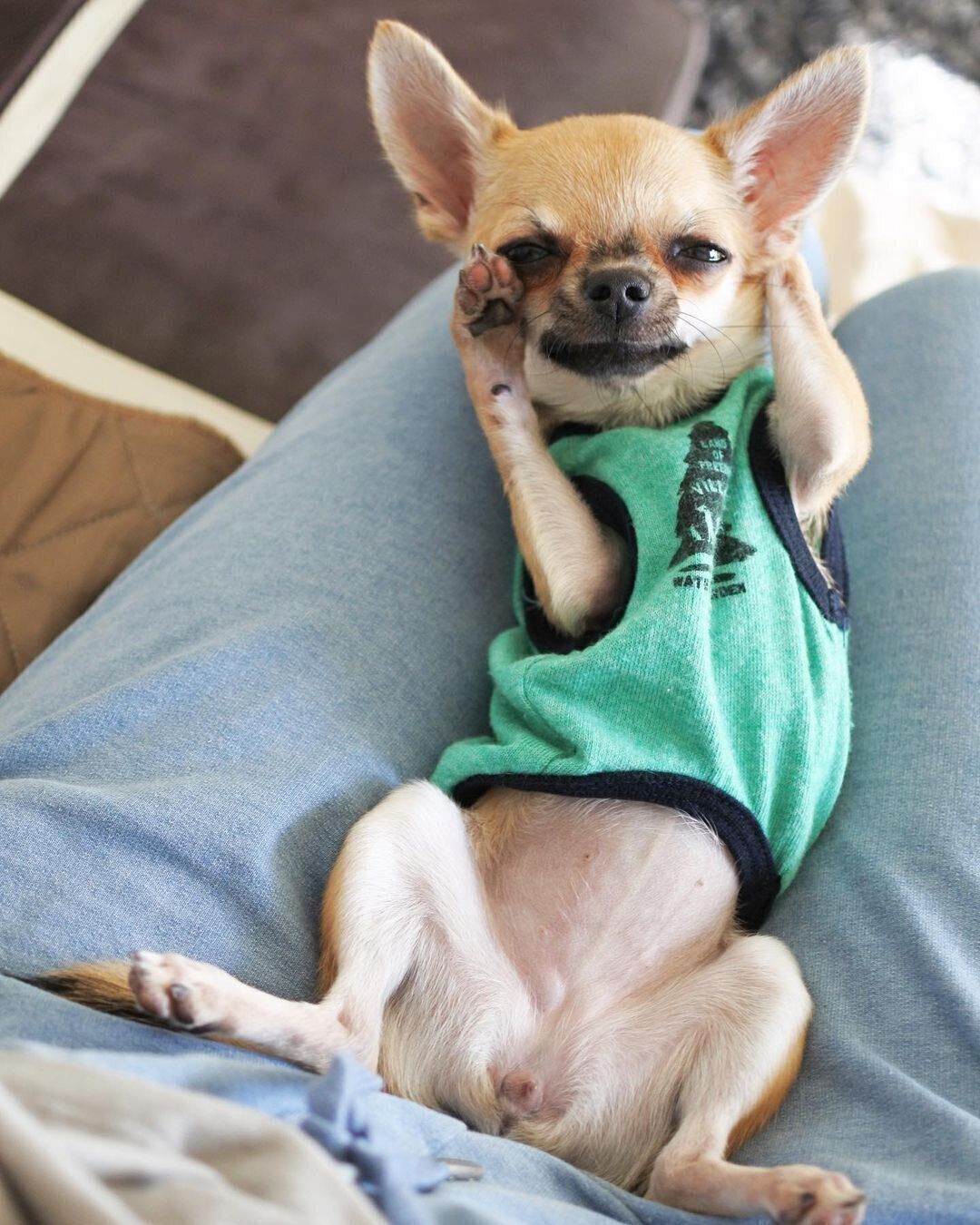 チワワのPapicoちゃん