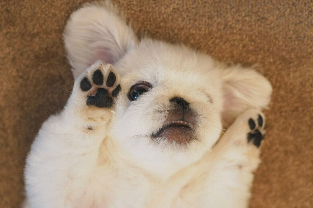 肉球を見せるぬん坊くん