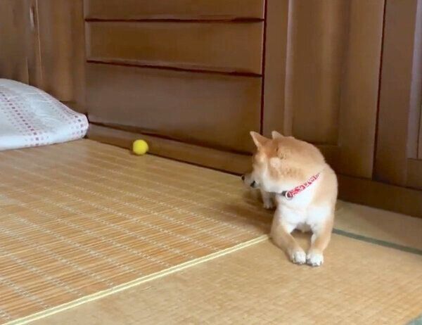 ボール遊び中に「ザ柴犬」な反応をするみみちゃん