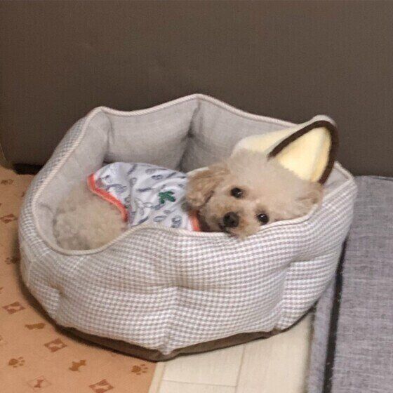 寝床におさまる姿が可愛い♪