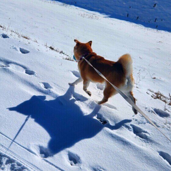 ツルツル滑る！ 犬と雪道や凍結した道を歩く際の注意点とは 愛犬と行く冬散歩のコツ いぬのきもち