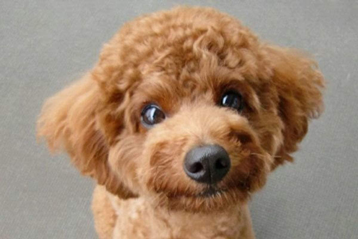 犬にミネラルが必要なワケ 過剰摂取の危険性も解説 栄養知識 いぬのきもちweb Magazine 犬にミネラルが必要なワケ 過剰摂取の危険性も解説 栄養知識 いぬのきもちweb Magazine