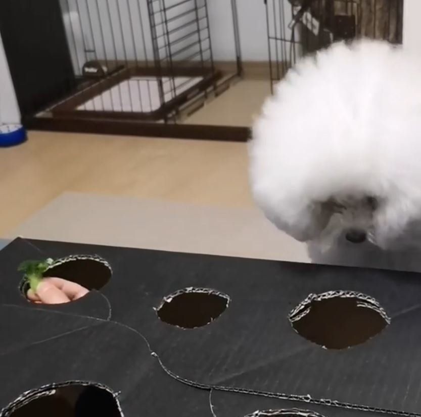 もぐらたたきする犬