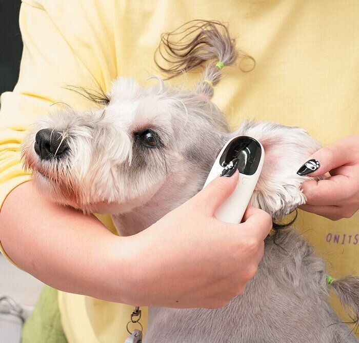 犬の体温の測り方