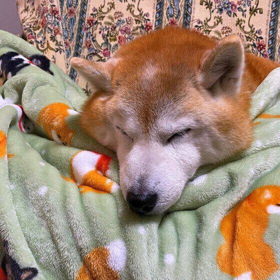 柴のももちゃん