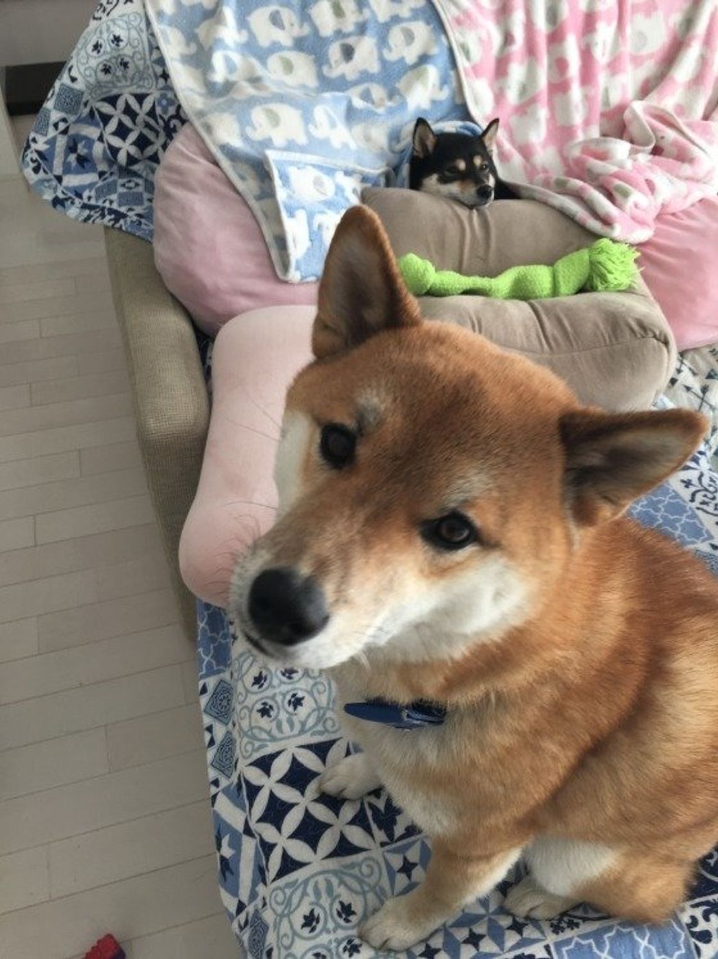 犬がマウンティングしたとき 飼い主の正しい対応は いぬのきもちweb Magazine 犬がマウンティングしたとき 飼い主の正しい対応は いぬのきもちweb Magazine