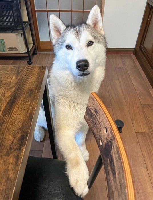 「ごはんちょうだい!」とアピールするスカイくん