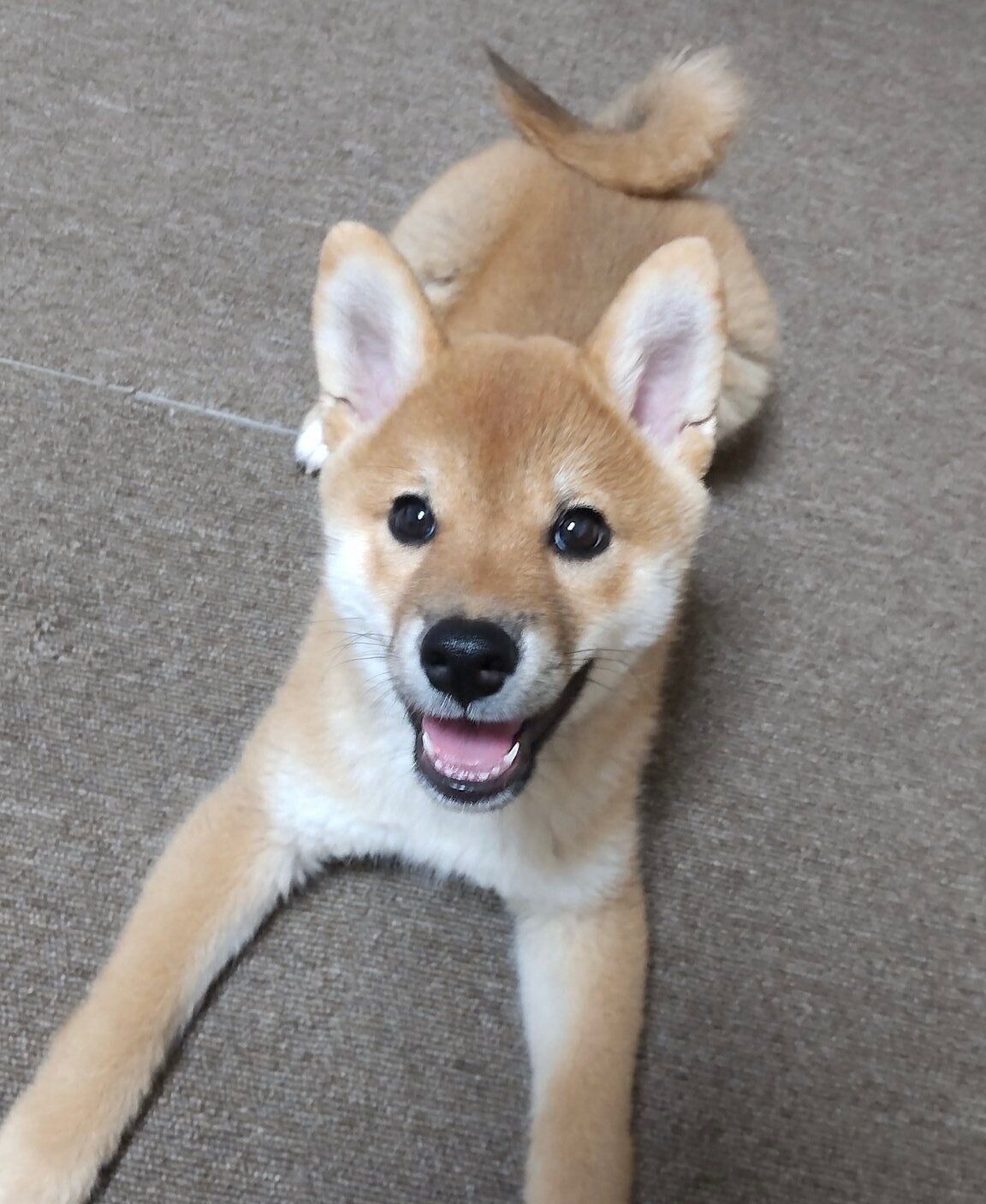 鼻の周りが黒っぽかったころのこなつちゃん。