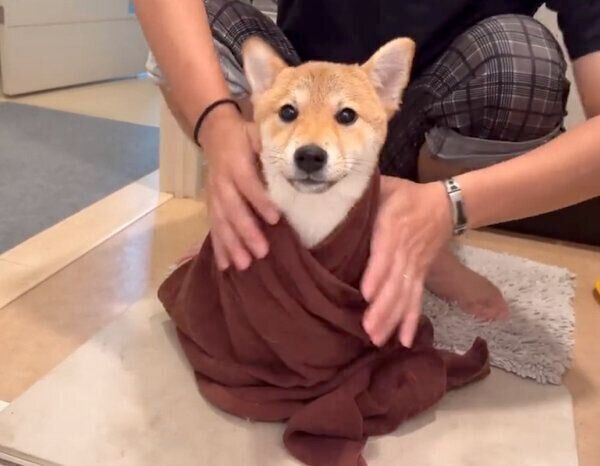 お風呂上がりのわらびちゃん