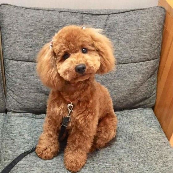 見つめるトイ・プードル