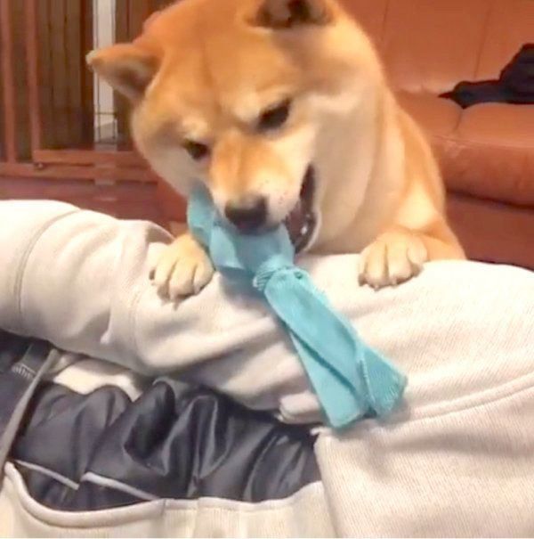 パパさんと遊びたい豆柴