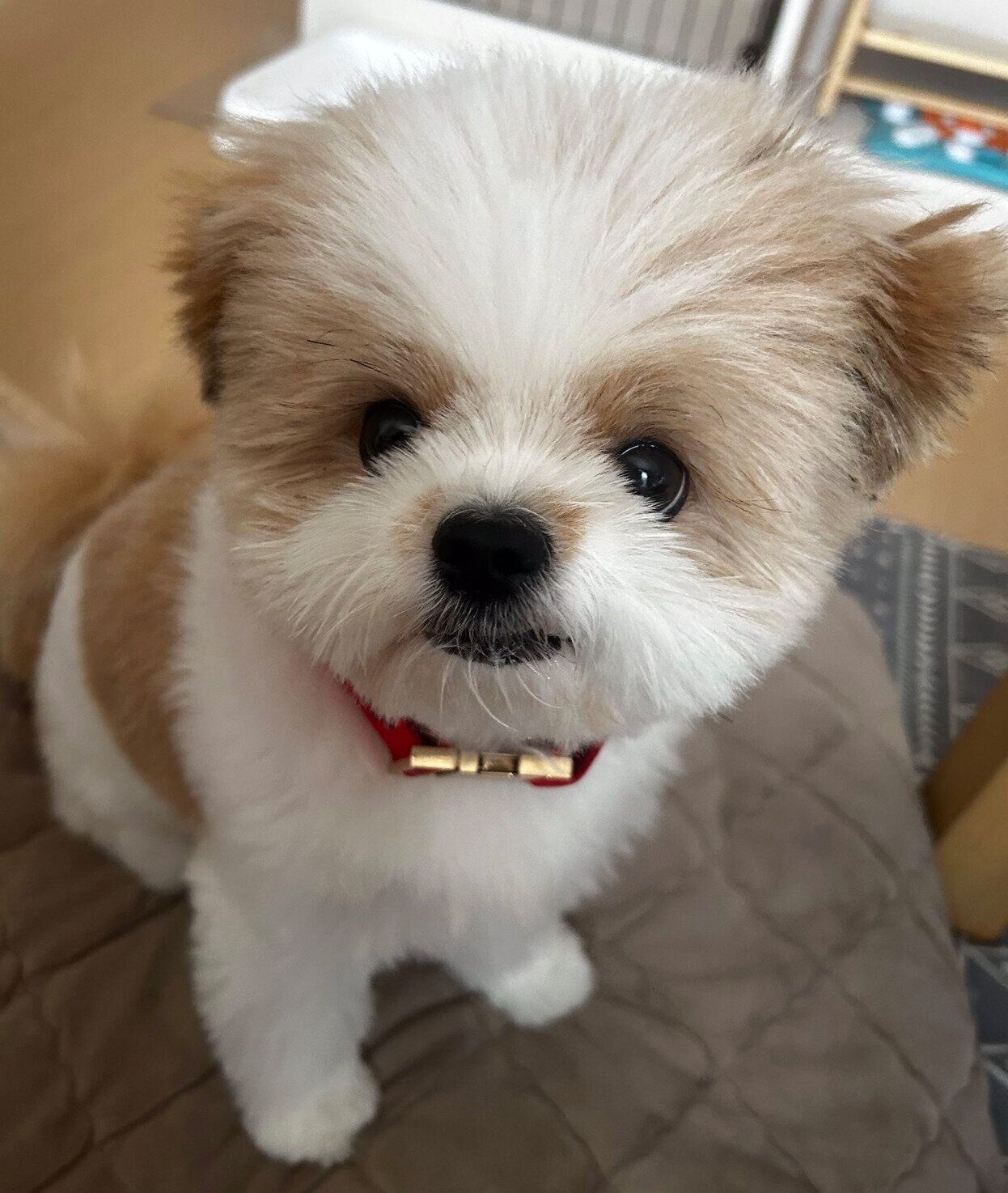 ニッとした表情をする琥珀くん