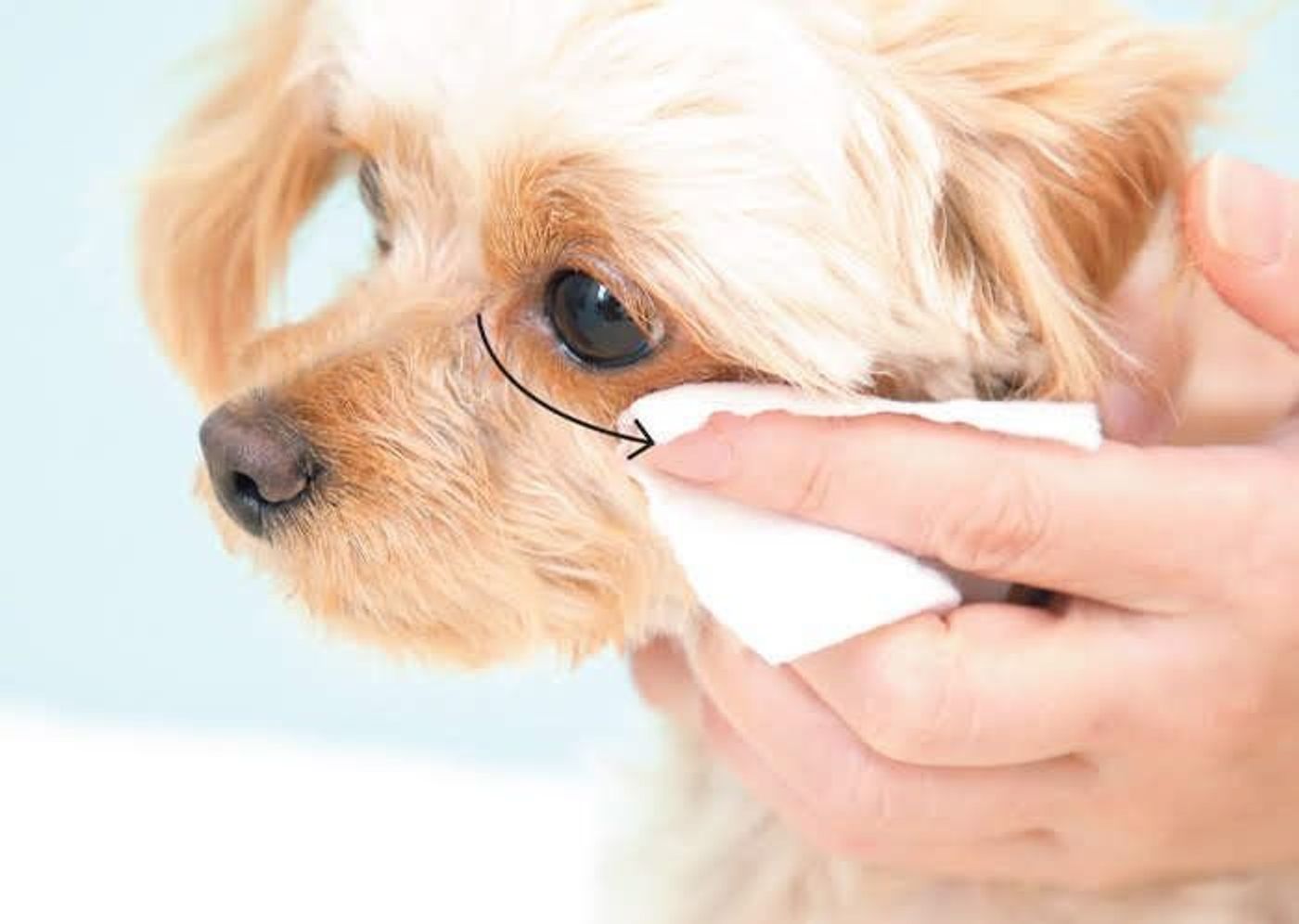 犬の 目のまわり の基本のお手入れと注意点 子犬期から始めよう いぬのきもちweb Magazine 犬の 目のまわり の基本のお手入れと注意点 子犬期から始めよう いぬのきもちweb Magazine