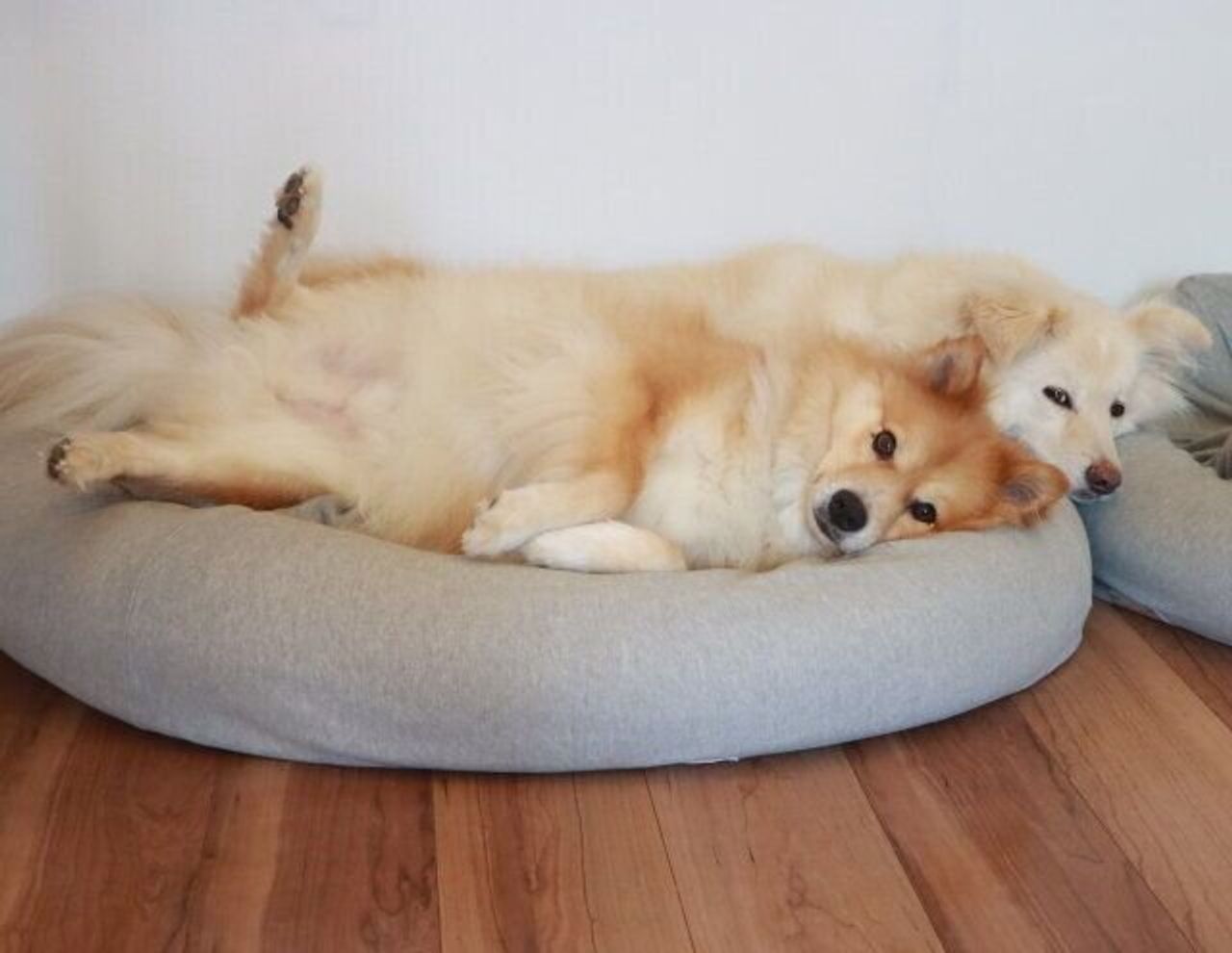 大福による飼い主の健康管理 穴澤賢の犬のはなし いぬのきもちweb Magazine 大福による飼い主の健康管理 穴澤賢の犬のはなし いぬのきもちweb Magazine