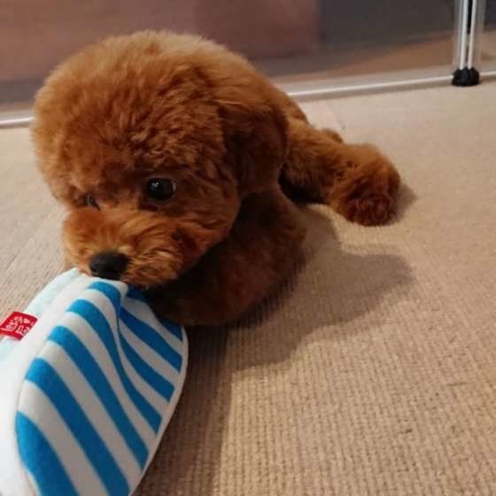 スリッパのおもちゃで遊ぶトイ・プードル