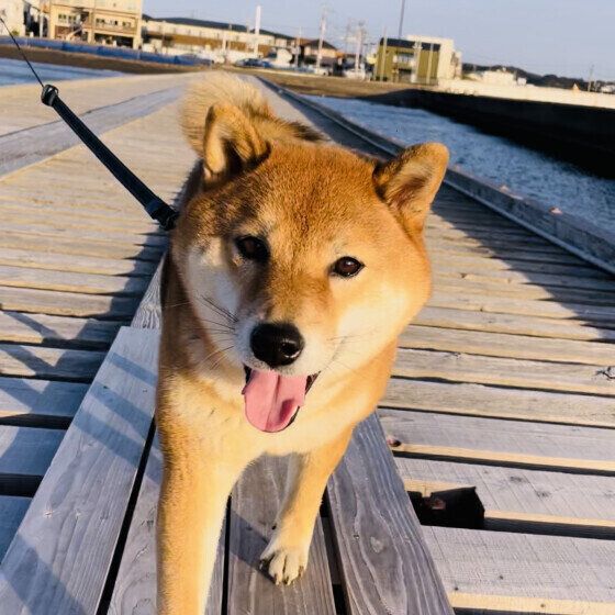 楽しそうに歩く柴