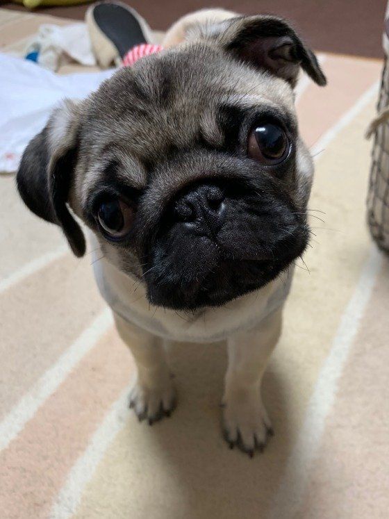 パグのまるちゃん