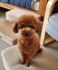 ももちゃん/トイプードル