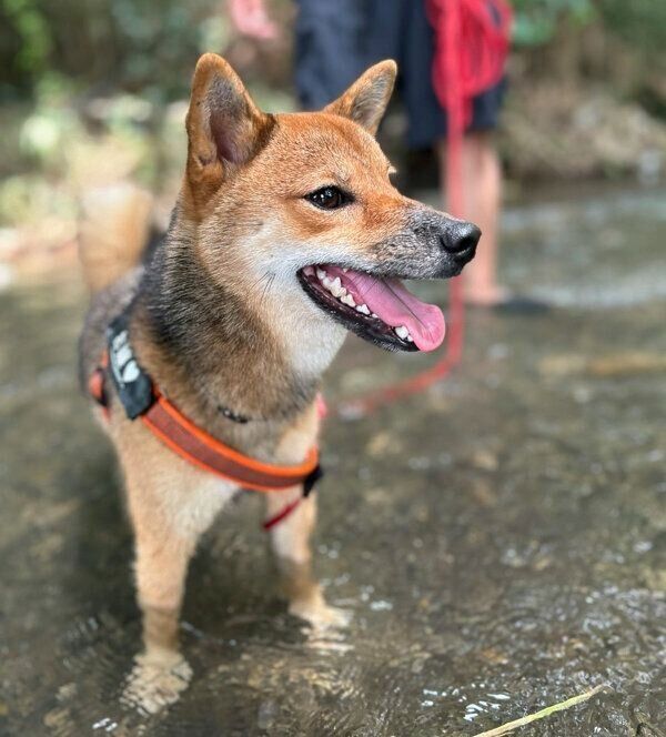 川遊びをするお嬢ちゃん