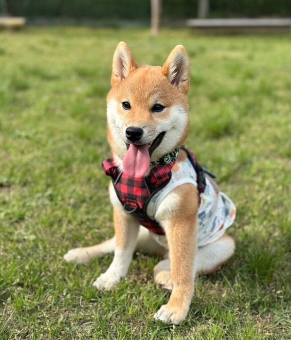 笑顔が可愛いゴンくん