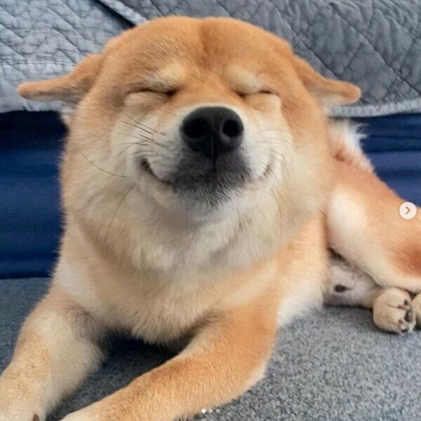 飼い主さんの帰宅を歓迎する定春くん