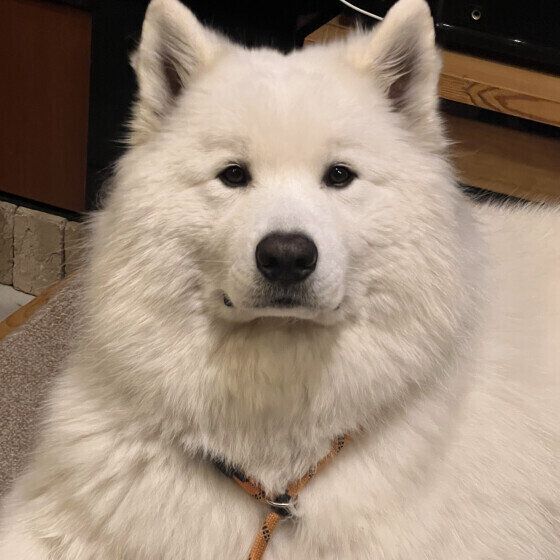 見つめるサモエド