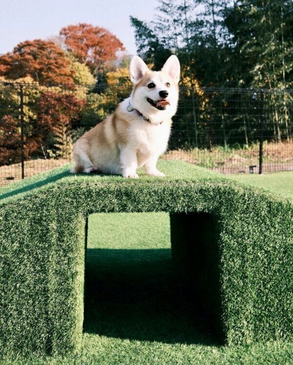 素敵な笑顔を見せるガブちゃん