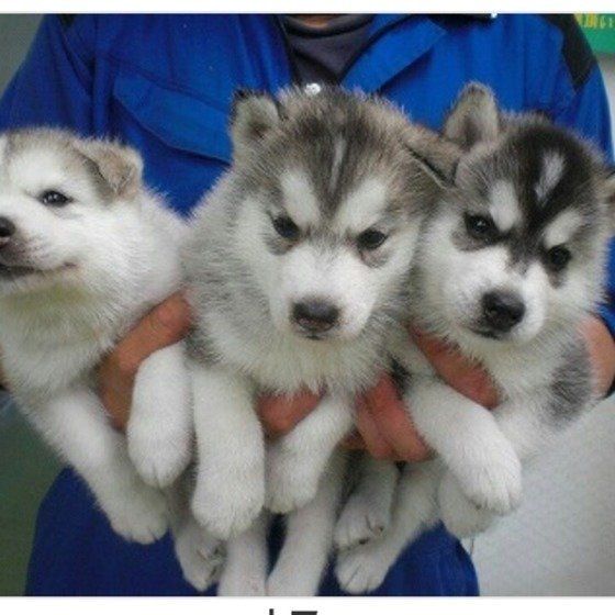 シベリアン・ハスキーの子犬たち