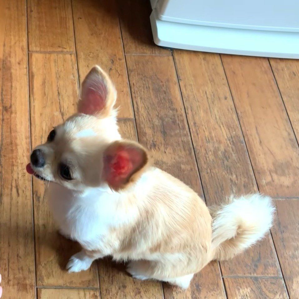 期待しているみるくちゃん