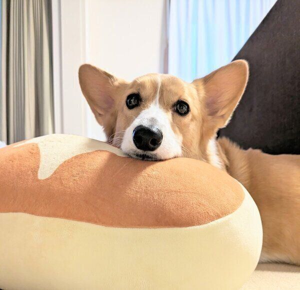 お気に入りのクッションの上に顔を乗せて休むこまちちゃん