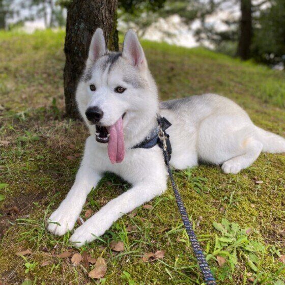 笑顔のシベリアン・ハスキー