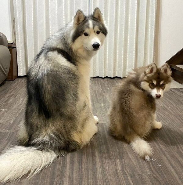 振り向くアポロくん、コスモくん