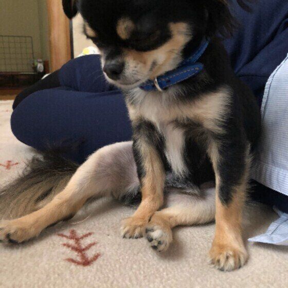 座る小鉄くん（チワワ）