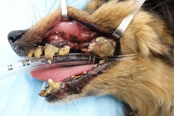犬の歯周病 重度歯周病