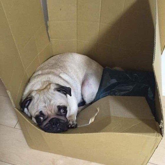 箱に入るパグ
