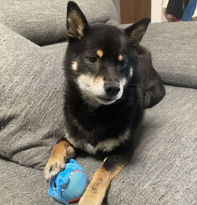 おもちゃをもつぺこちゃん