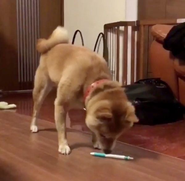 豆柴の豆千代くん