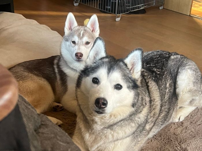 右がイブちゃん、左がノアちゃん