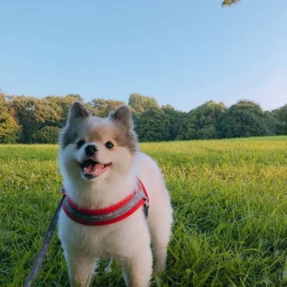 ポメラニアン・そらくん・お散歩