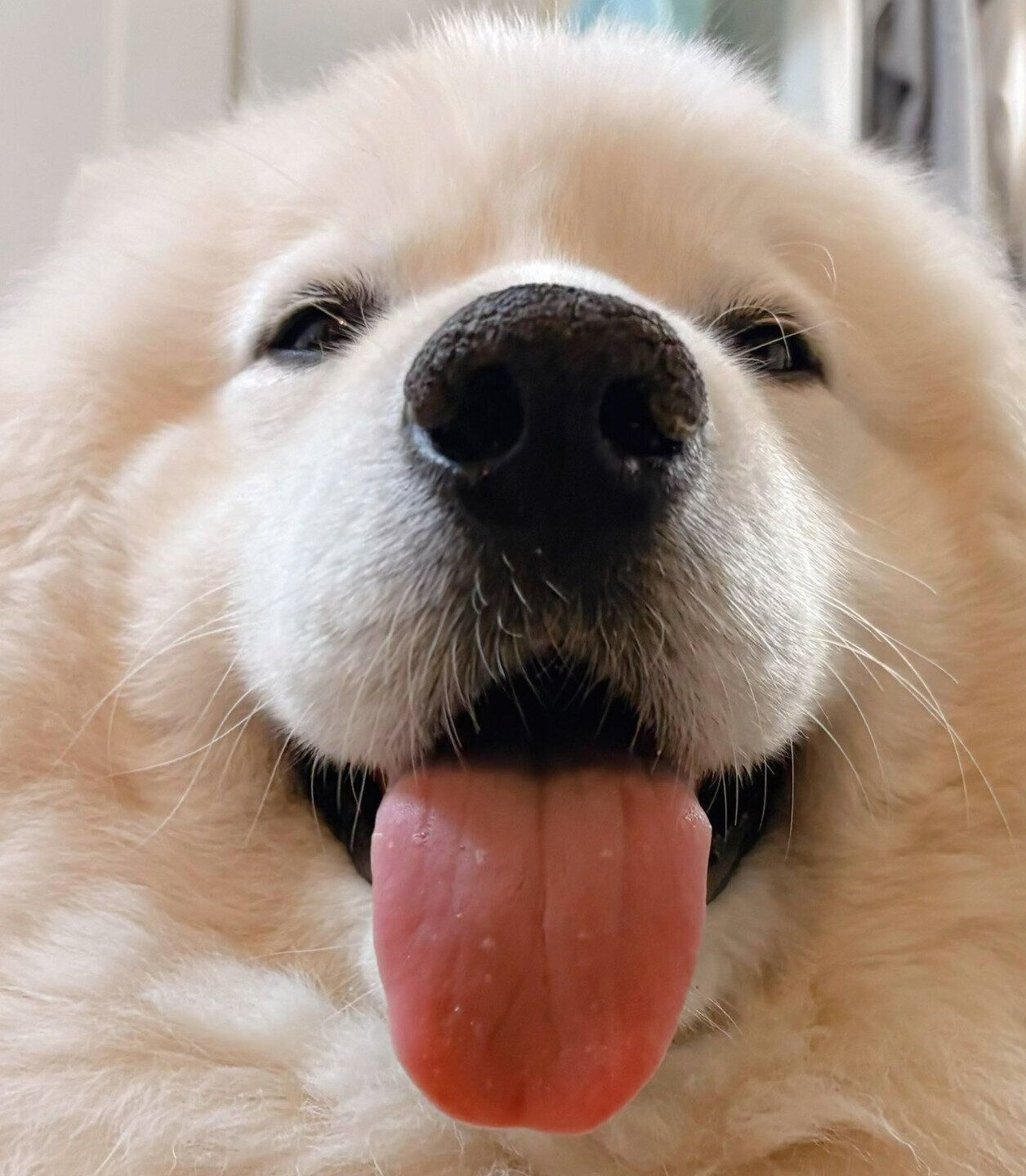 サモエドスマイルが可愛いサニーくん