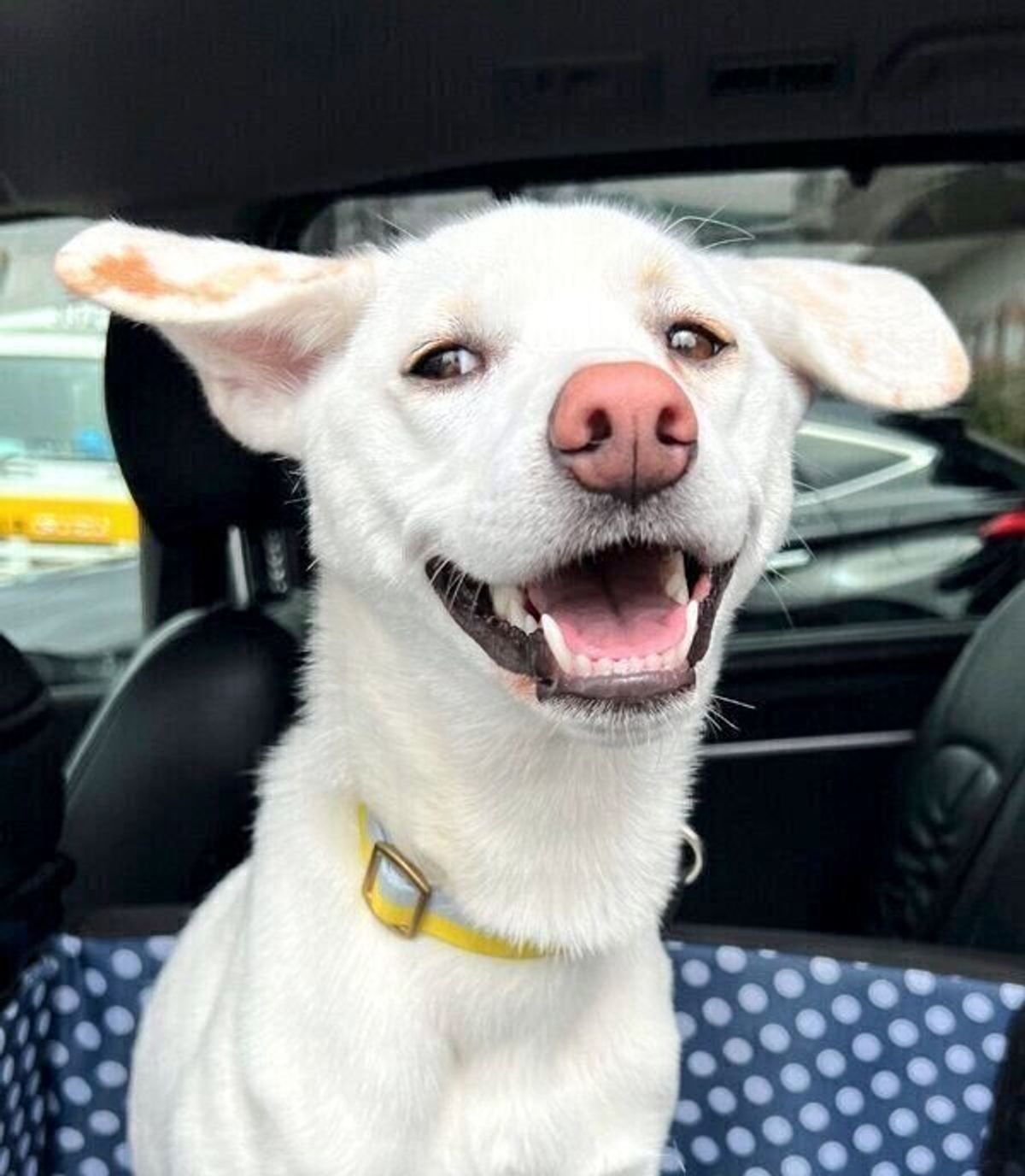 病院が苦手で 気持ちが顔に出ちゃう犬 着いたとき 帰るとき の 表情の差 が可愛い いぬのきもちweb Magazine 病院が苦手で 気持ちが顔に出ちゃう犬 着いたとき 帰るとき の 表情の差 が可愛い いぬのきもちweb Magazine