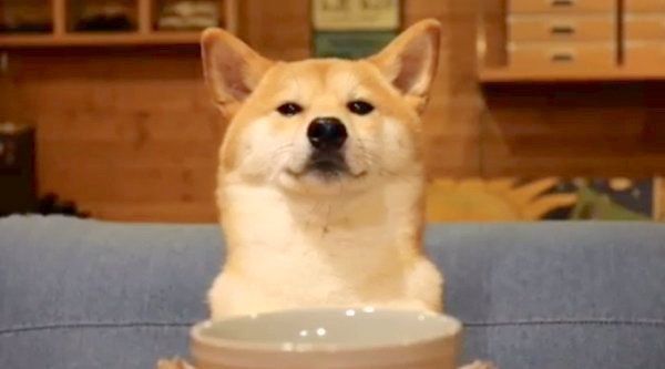 ごはんを待つ柴犬