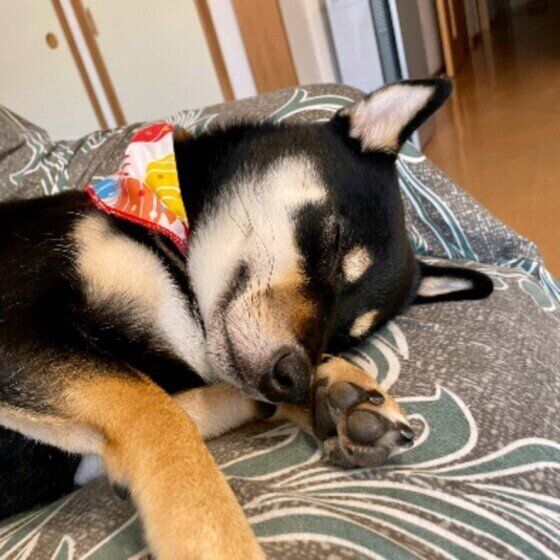 柴犬のさくらちゃん