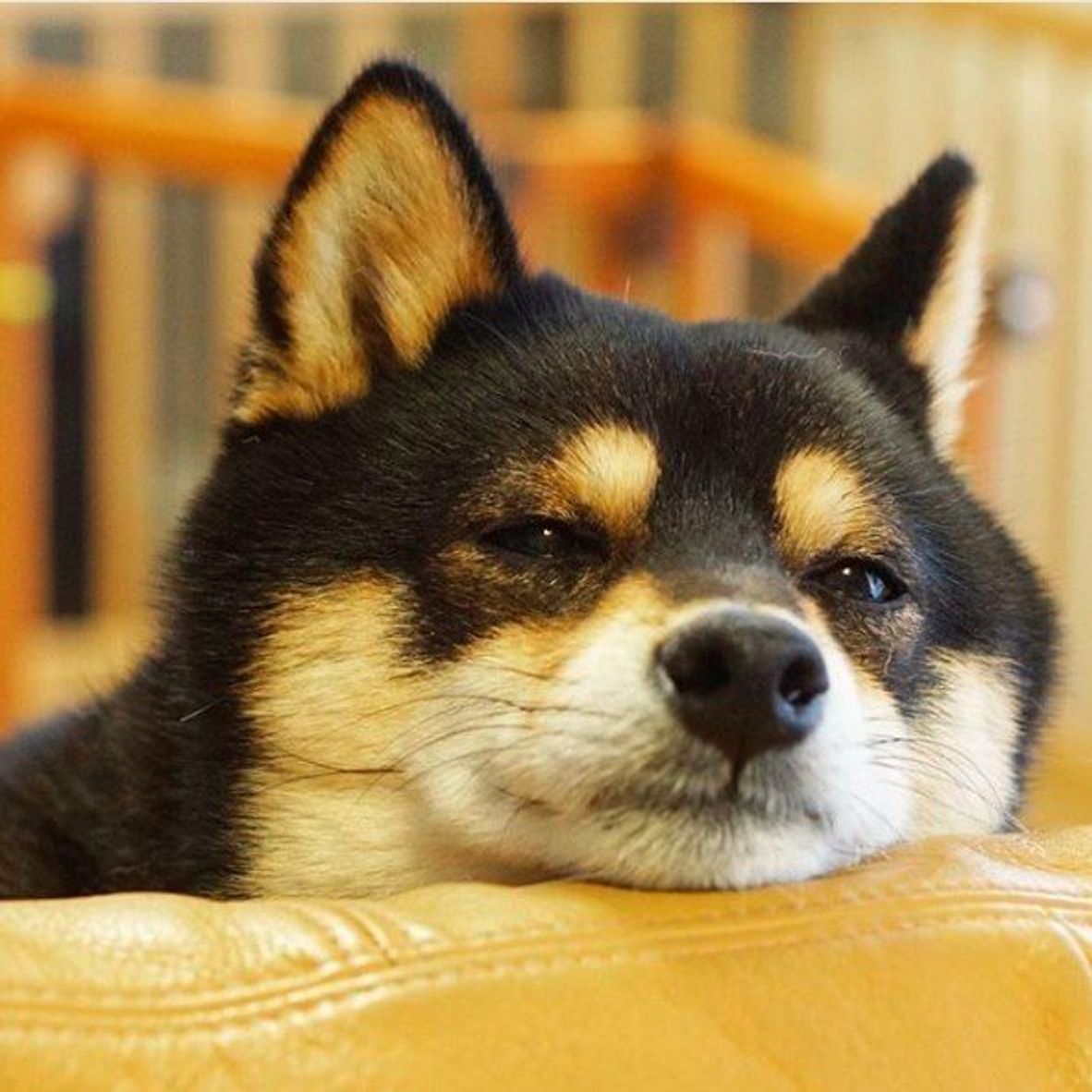 インスタ画像つき 犬が飼い主さんやモノに あごのせ する理由とは いぬのきもちweb Magazine インスタ画像つき 犬が飼い主さんやモノに あごのせ する理由とは いぬのきもちweb Magazine