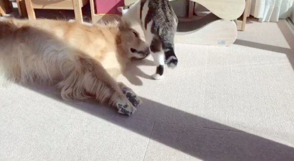 仲良しなゴールデン・レトリーバーと猫