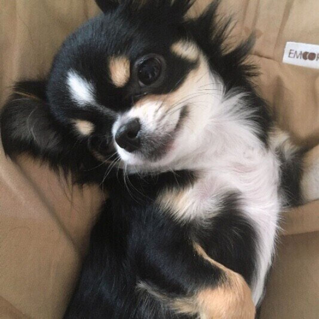 犬に最適な湿度 温度は 高すぎたり低すぎたりすることのリスクを解説 いぬのきもちweb Magazine 犬に最適な湿度 温度は 高すぎたり低すぎたりすることのリスクを解説 いぬのきもちweb Magazine