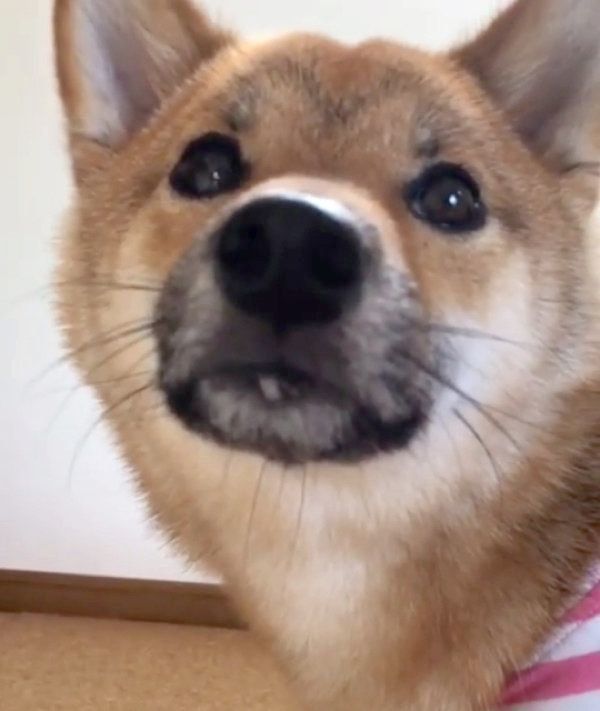 しっぽ遊びをする柴犬