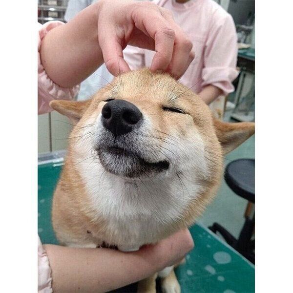 動物病院でのオルカちゃん