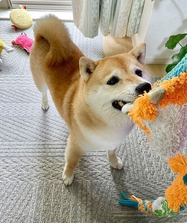 遊ぶこじろうくん